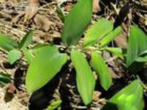  Polygonatum Odoratum Extract